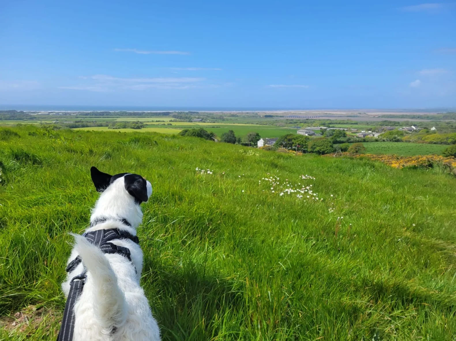 Foxy looking over the Lake District countryside